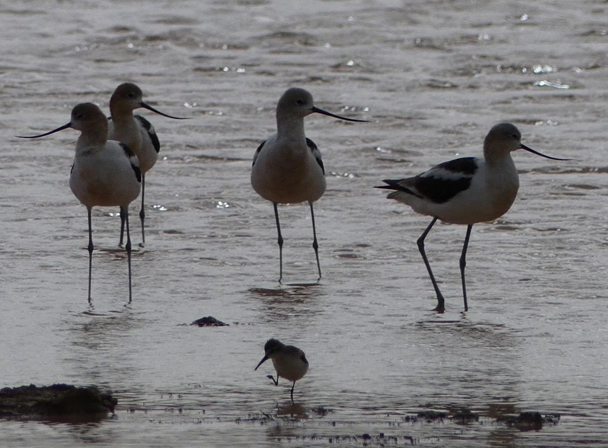 Western Sandpiper - ML360681461