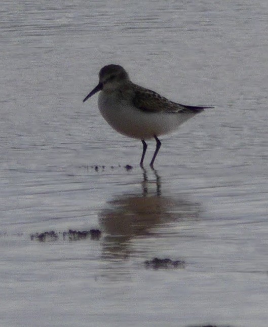 Western Sandpiper - Kirsti Aamodt