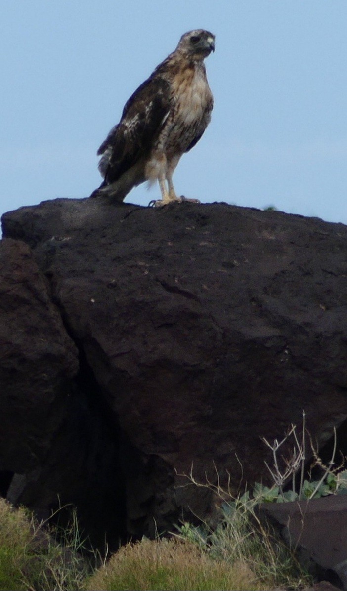 Red-tailed Hawk - Kirsti Aamodt