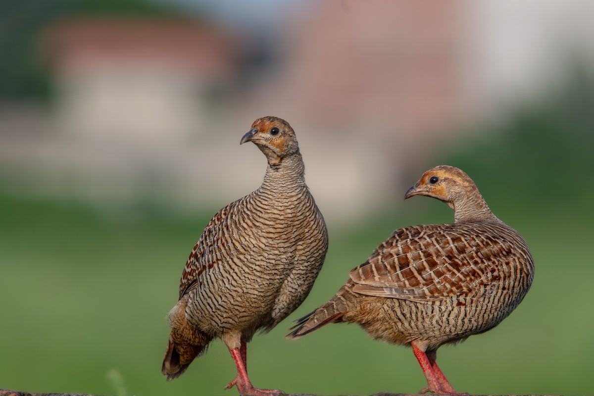 Gray Francolin - Vivek Saggar