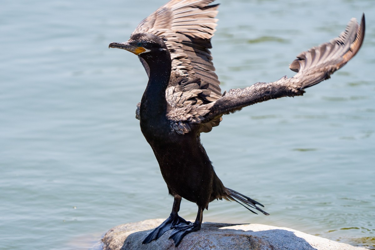 Neotropic Cormorant - ML360683411