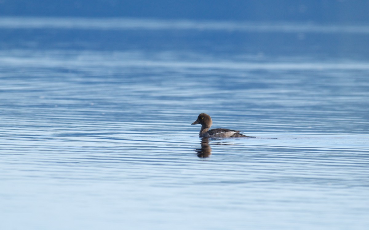 Common Goldeneye - ML36068401