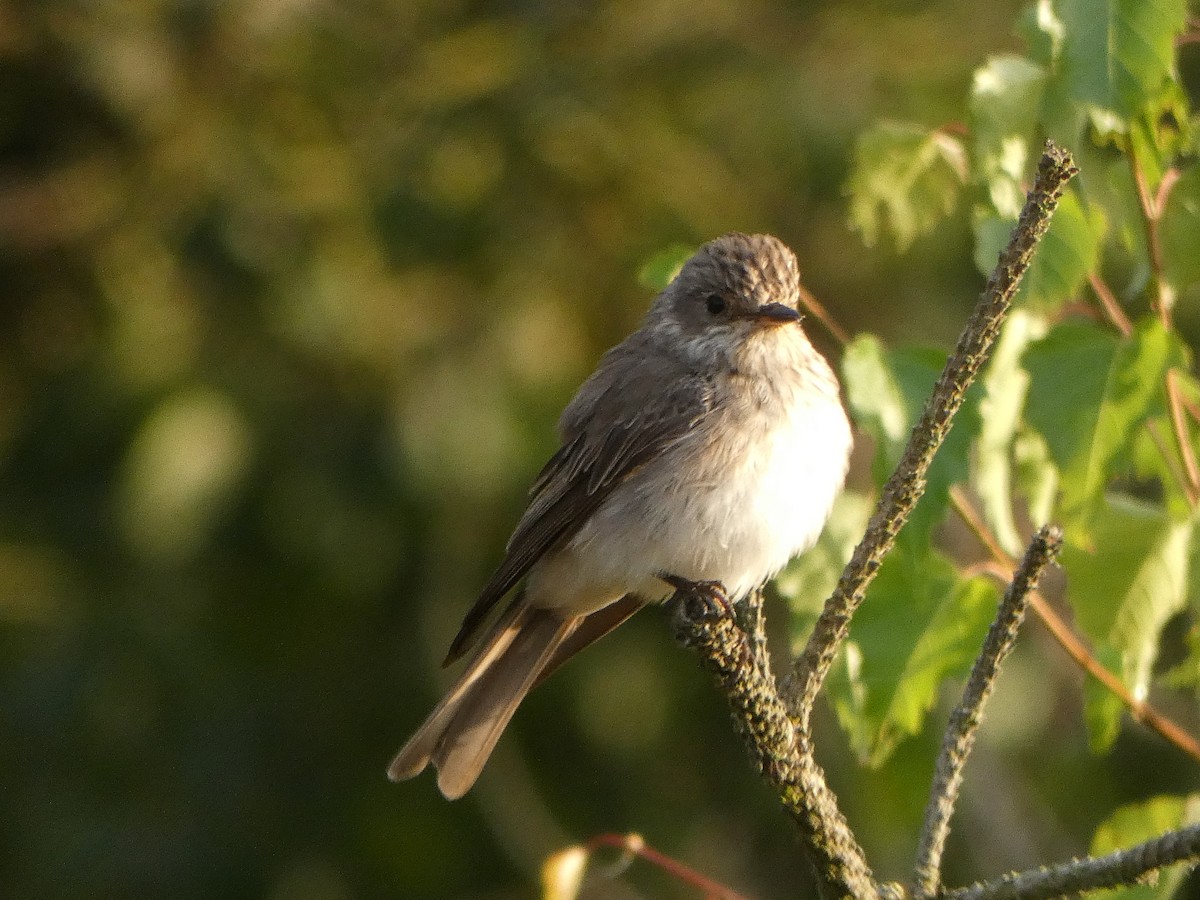 Spotted Flycatcher - ML360686231