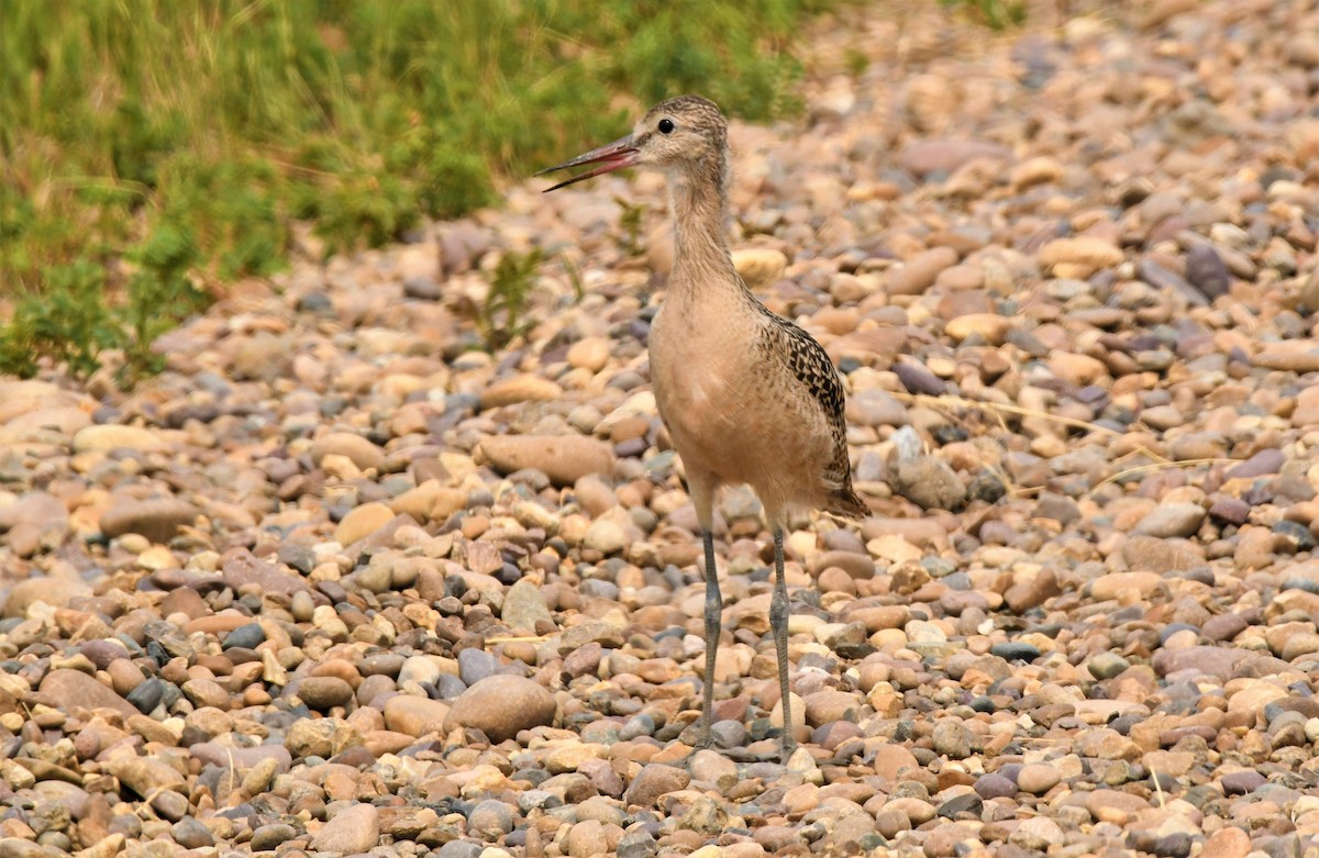 Marbled Godwit - ML360686801