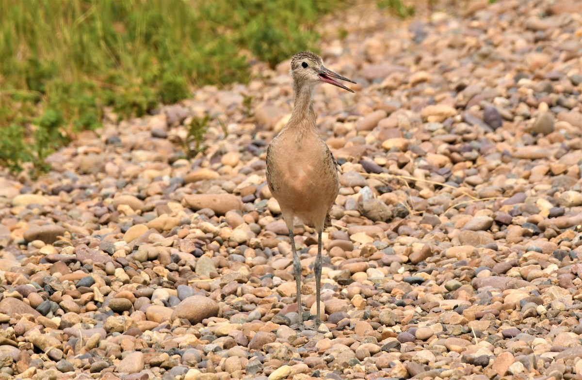 Marbled Godwit - ML360686811