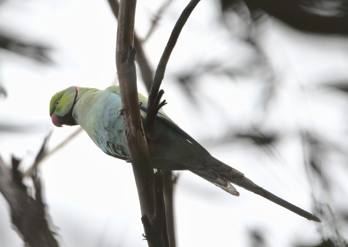 Rose-ringed Parakeet - ML360687051