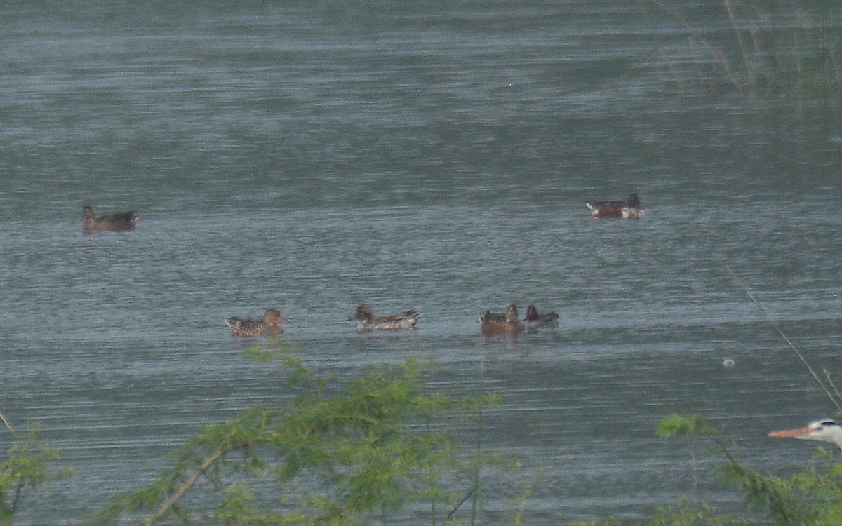 Green-winged Teal - ML360687601