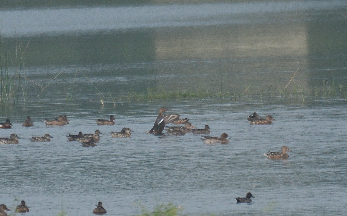 Eurasian Wigeon - ML360687671