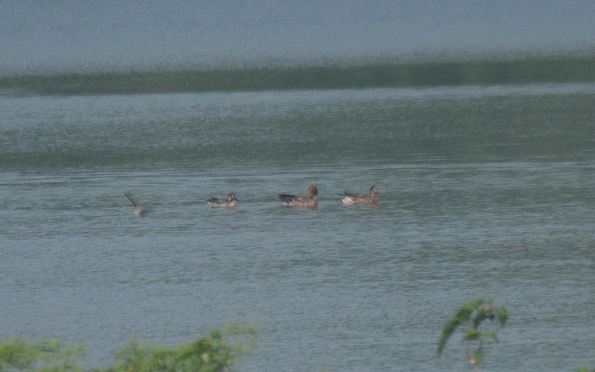 Eurasian Wigeon - ML360688111