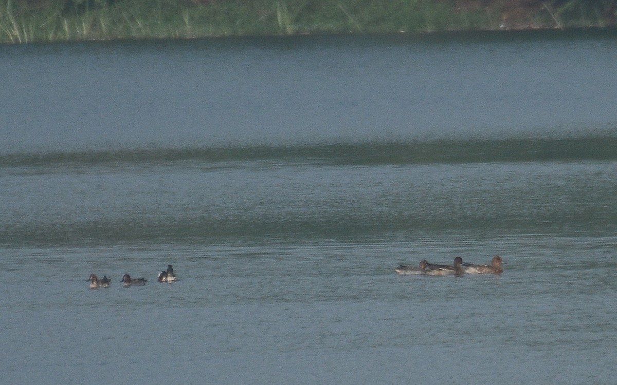 Eurasian Wigeon - ML360688151