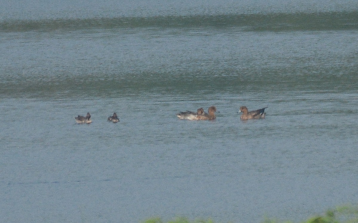 Eurasian Wigeon - ML360688191