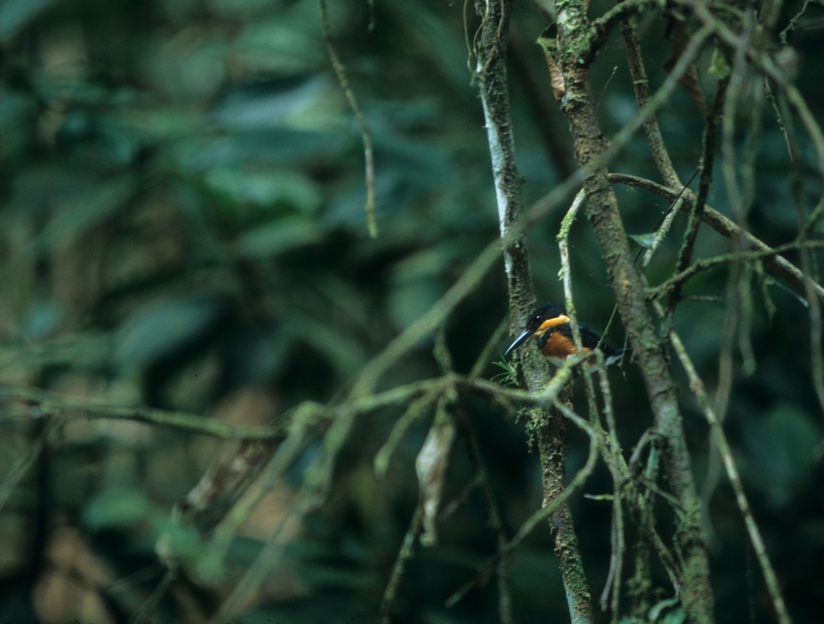 American Pygmy Kingfisher - ML360690091