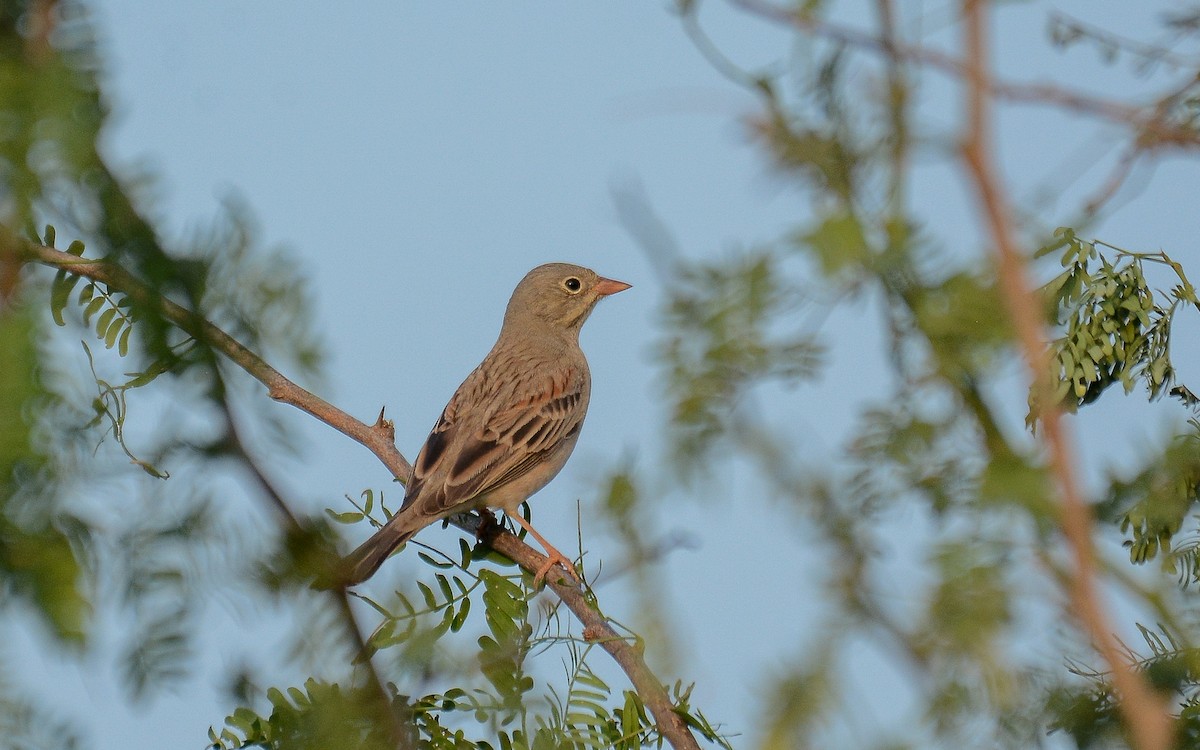 Gray-necked Bunting - Gaja mohanraj