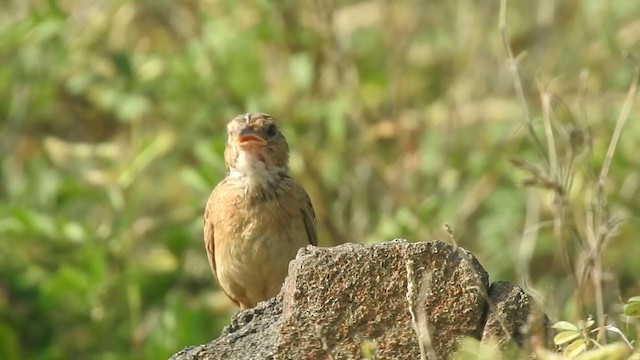 Singing Bushlark (Singing) - ML360691301