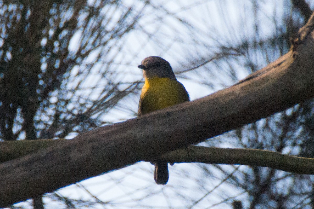 Eastern Yellow Robin - ML360692311