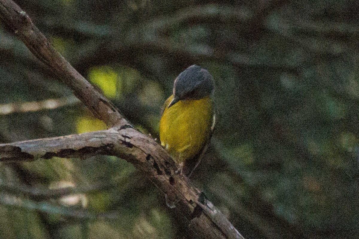 Eastern Yellow Robin - Chris Rehberg  | Sydney Birding