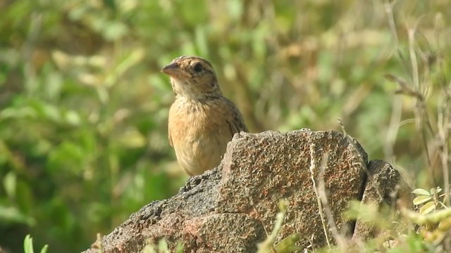 Singing Bushlark (Singing) - ML360692631