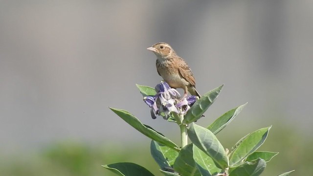 Singing Bushlark (Singing) - ML360692871