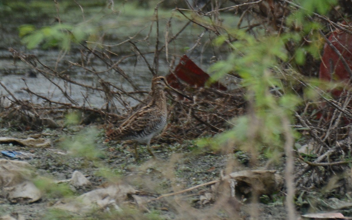 snipe sp. - ML360693221