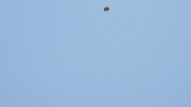 Singing Bushlark (Singing) - ML360693271