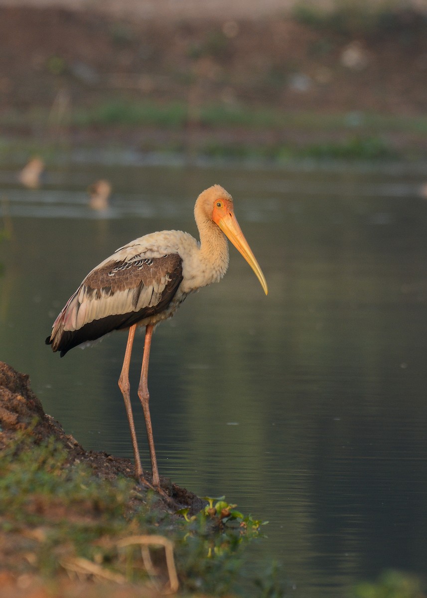 Painted Stork - ML360693581