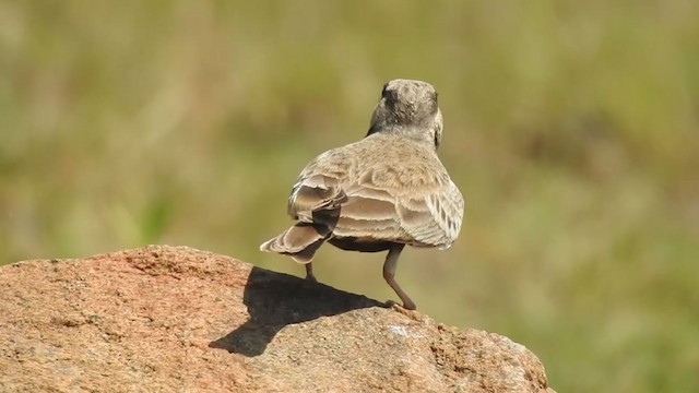 Ashy-crowned Sparrow-Lark - ML360693601