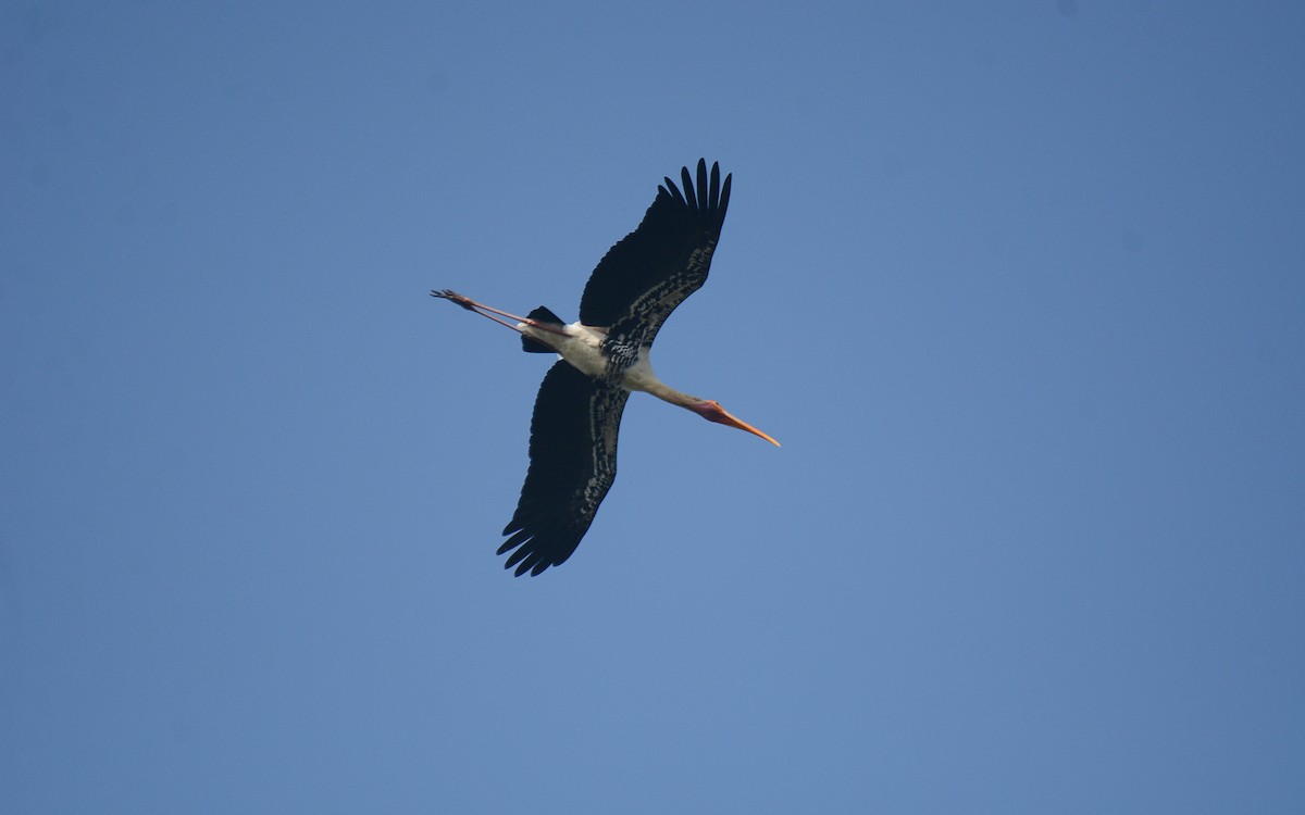 Painted Stork - ML360693631