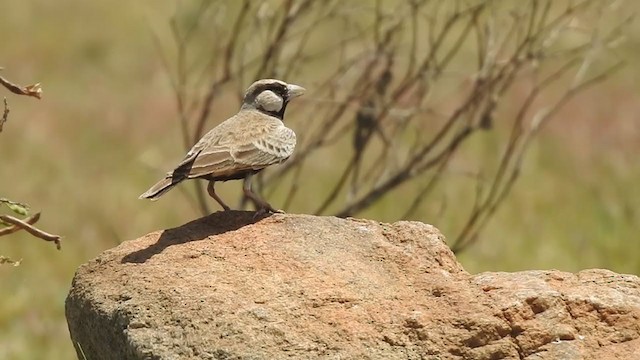 Ashy-crowned Sparrow-Lark - ML360693721