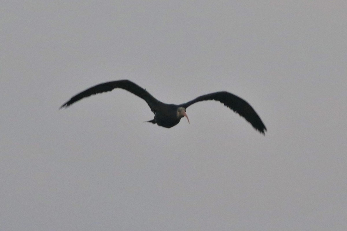 Northern Bald Ibis - ML360693991