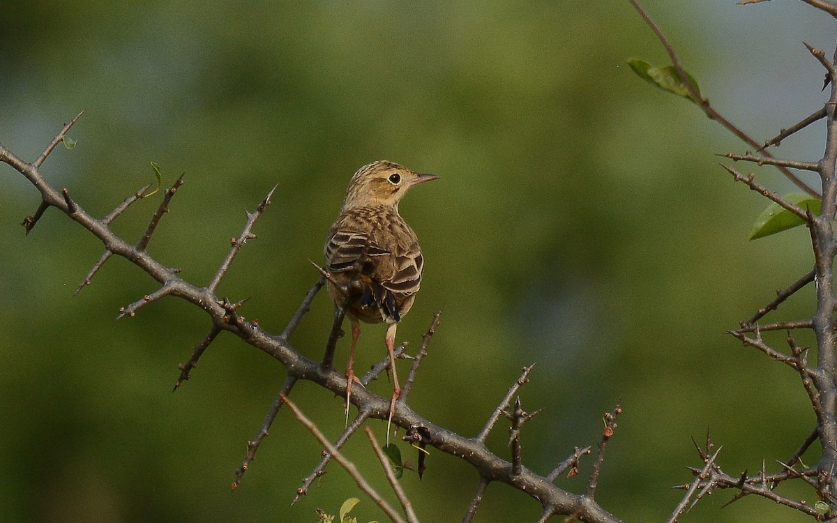 Pipit de Godlewski - ML360694461