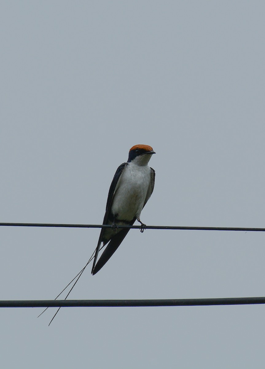 Golondrina Colilarga - ML360694831