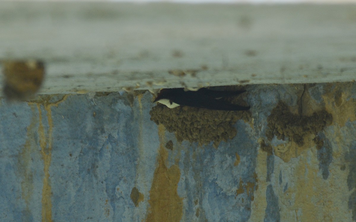 Wire-tailed Swallow - Gaja mohanraj