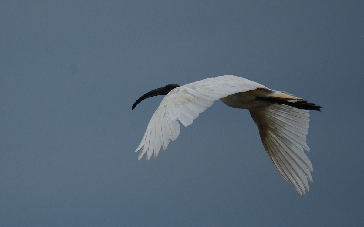 ibis černohlavý - ML360694991