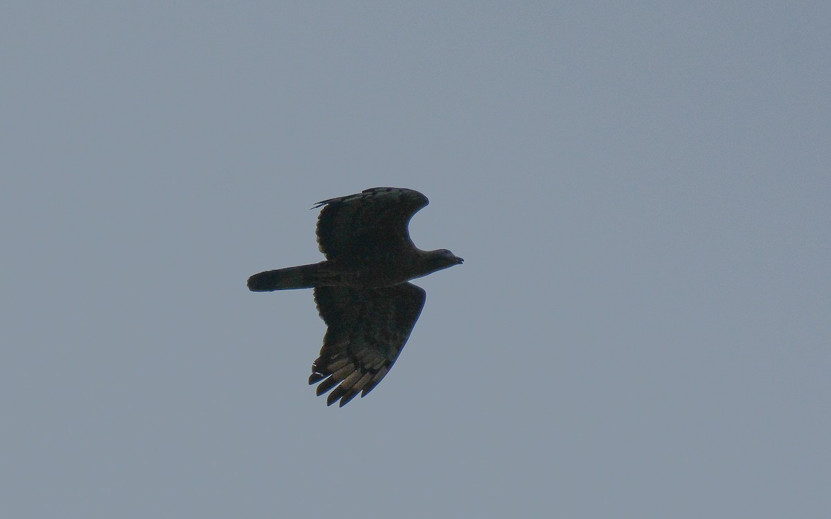 Oriental Honey-buzzard - Gaja mohanraj