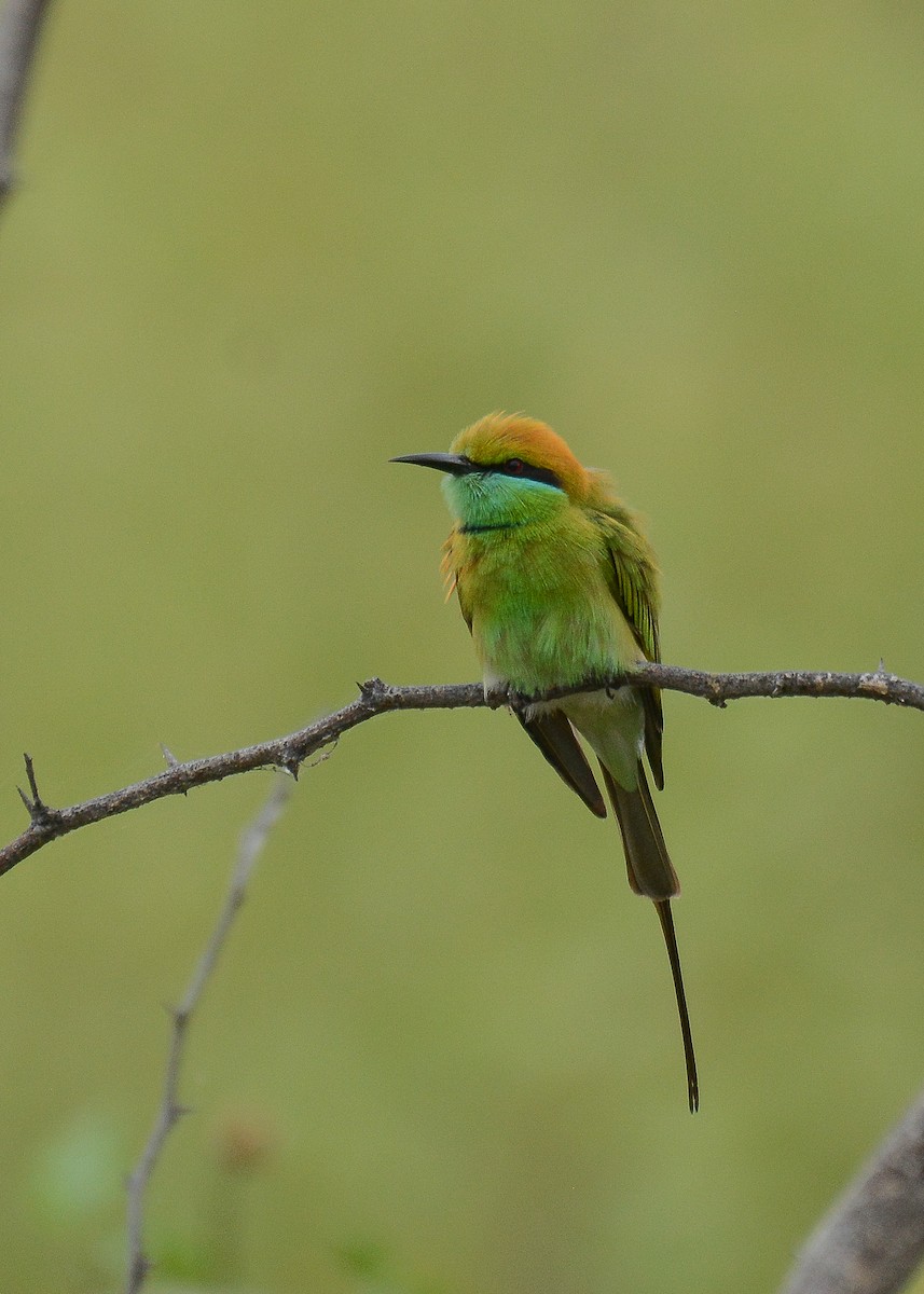 Asian Green Bee-eater - Gaja mohanraj