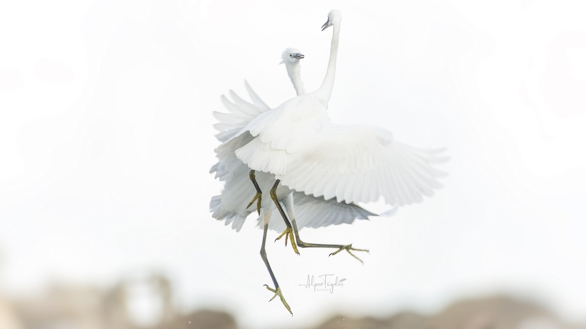 Little Egret - ML360697881