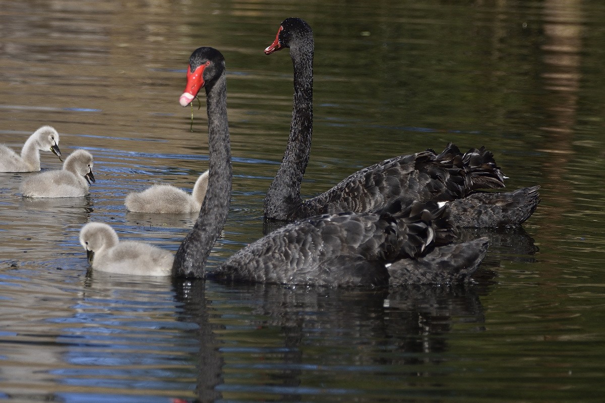 ברבור שחור - ML360698471