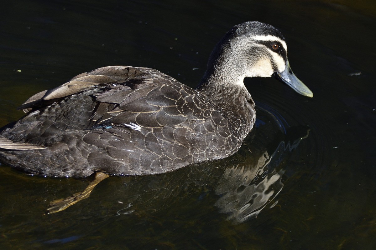 Pacific Black Duck - ML360698481