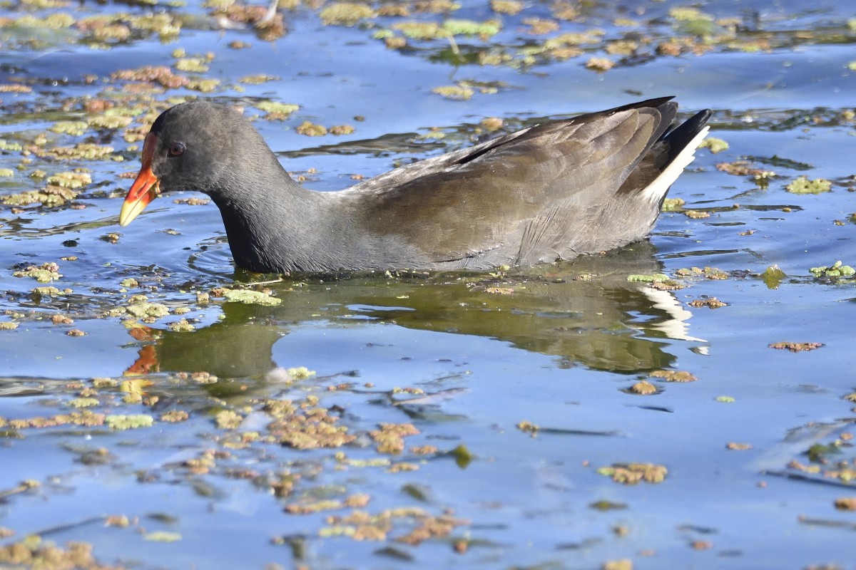 Dusky Moorhen - ML360698491