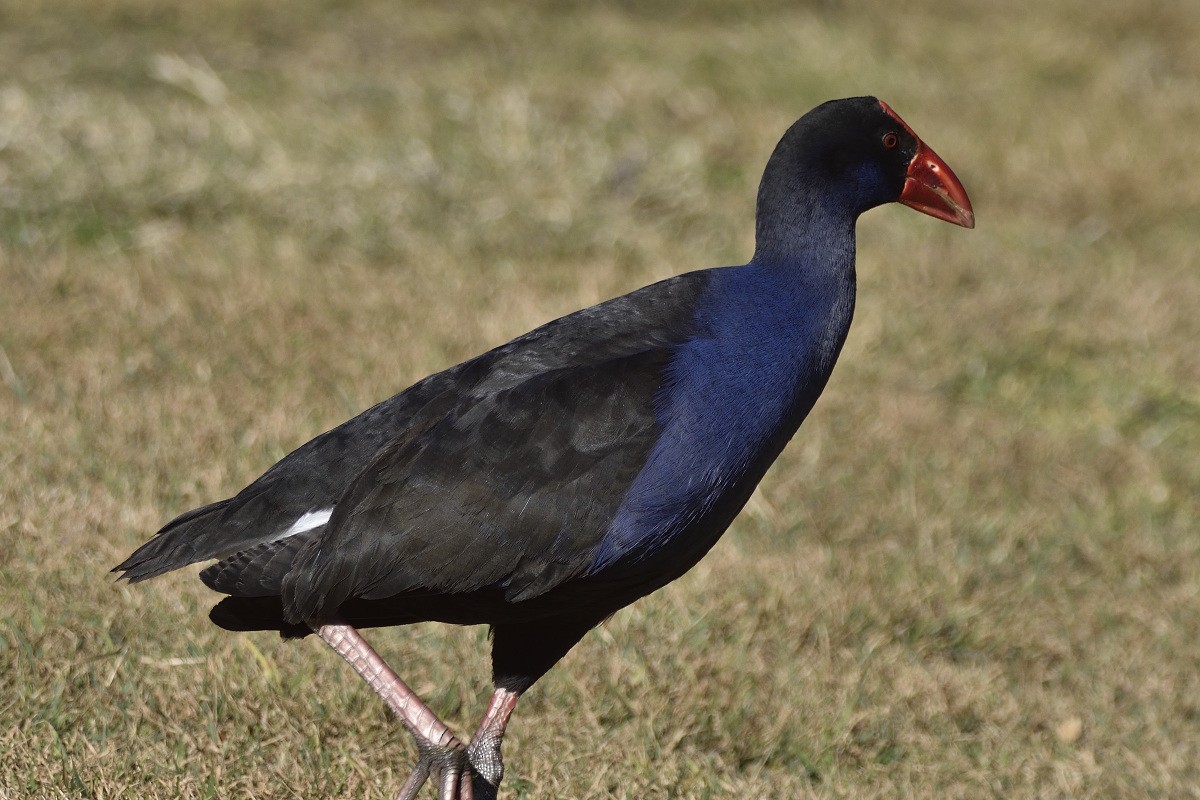 Australasian Swamphen - ML360698501