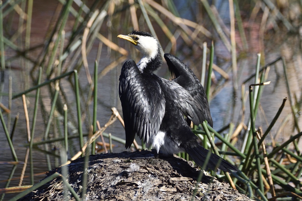 Little Pied Cormorant - ML360698521