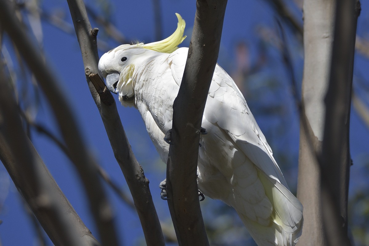 Sulphur-crested Cockatoo - ML360698531