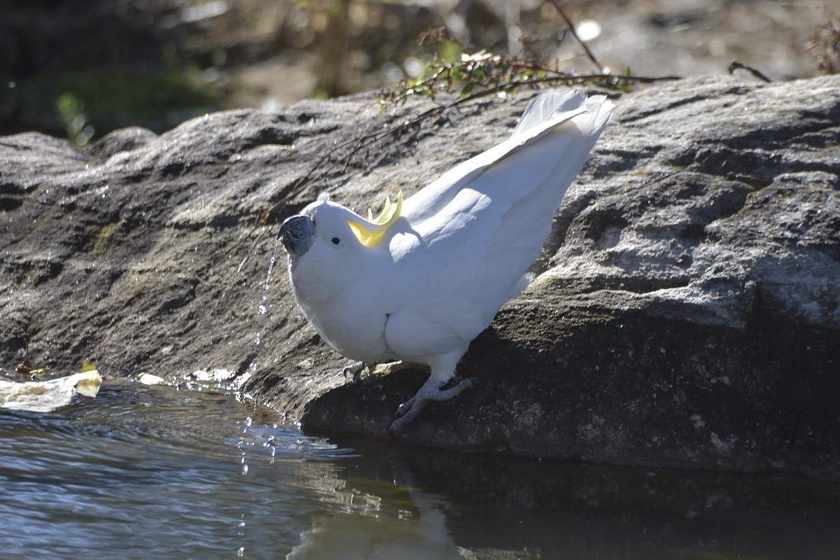 Sulphur-crested Cockatoo - ML360698541