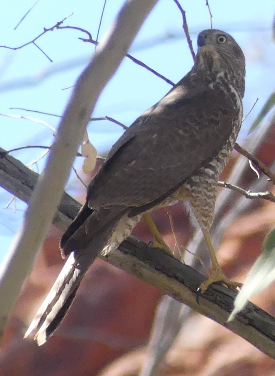 Brown Goshawk - ML360698571