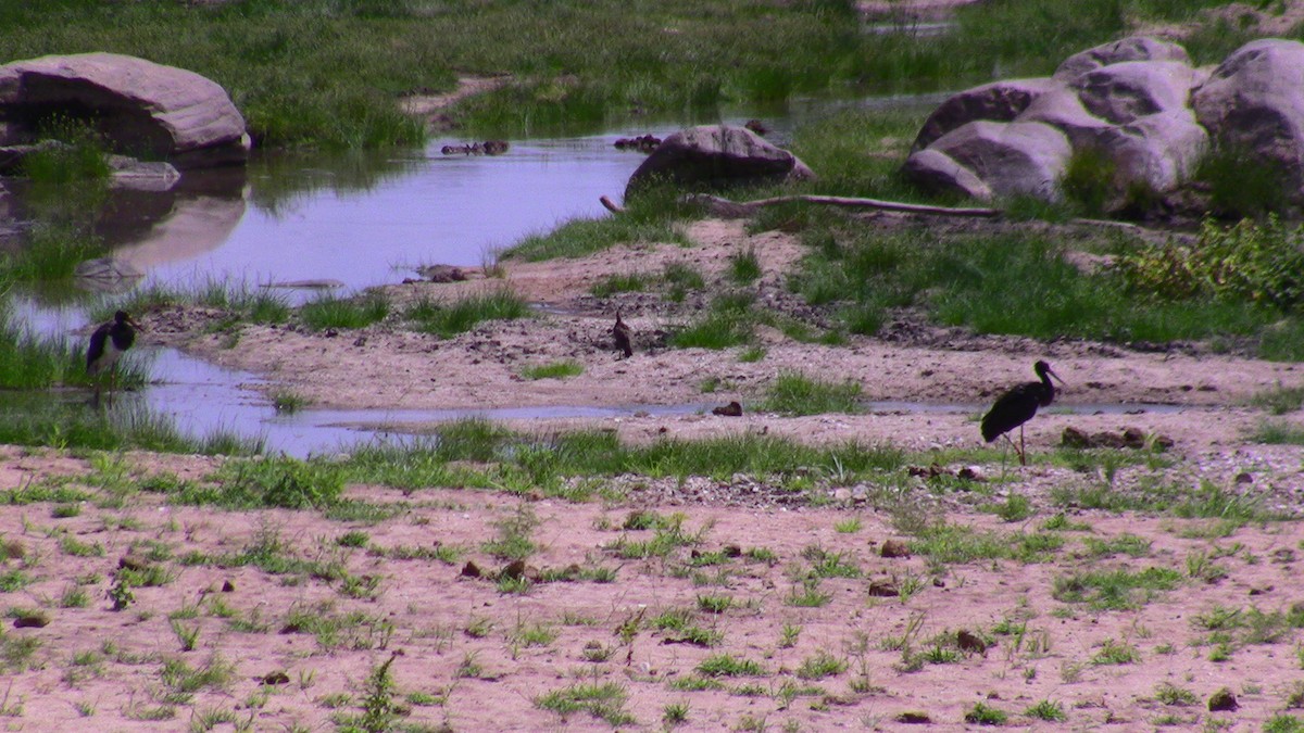 Abdim's Stork - ML360700431