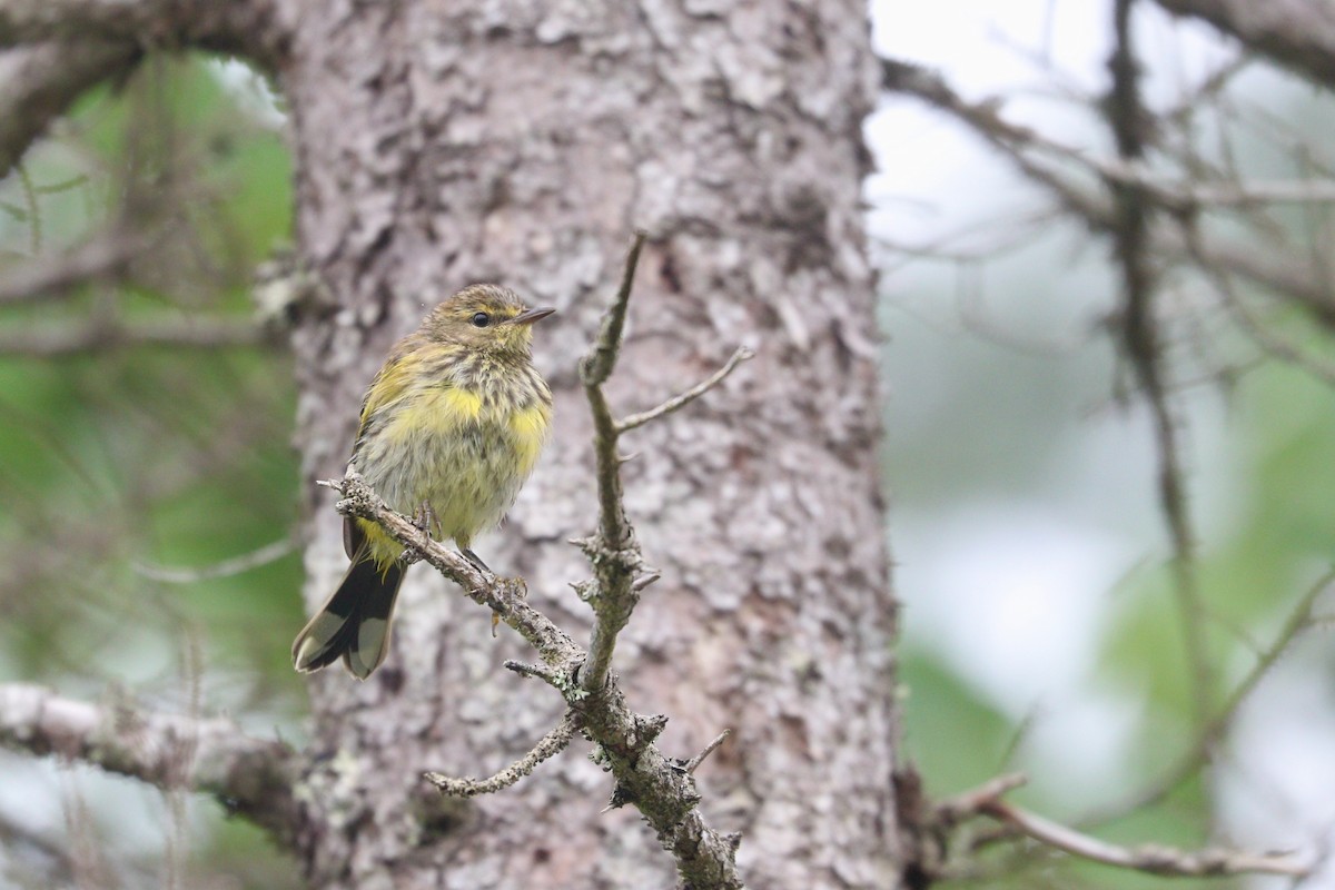 Palm Warbler (Yellow) - ML360700781