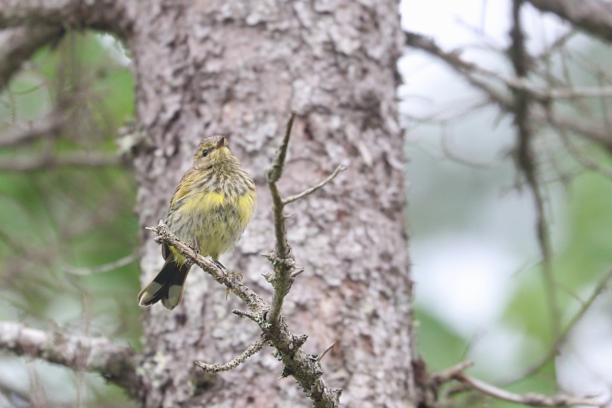 Palm Warbler (Yellow) - ML360700801