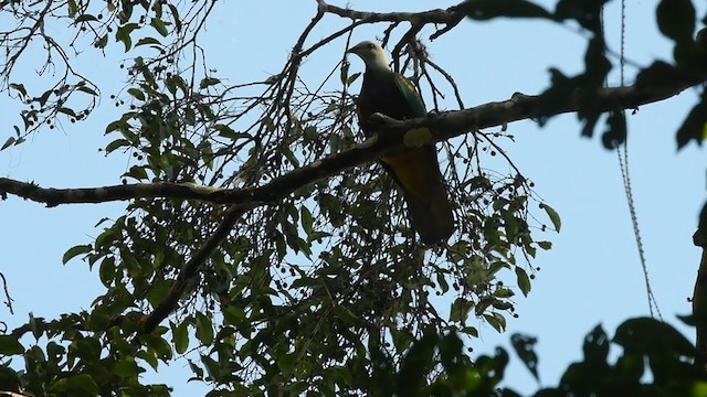 Wompoo Fruit-Dove - ML360701361