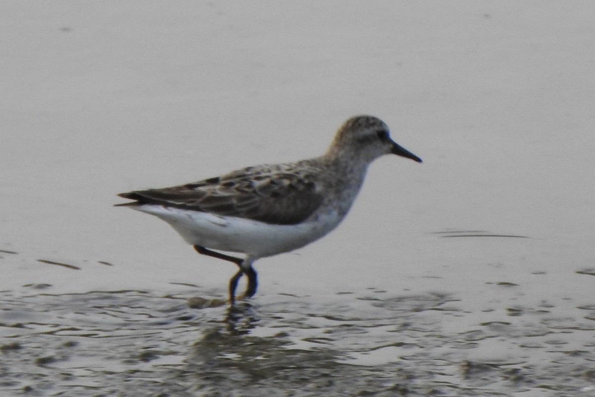 Semipalmated Sandpiper - ML360701871