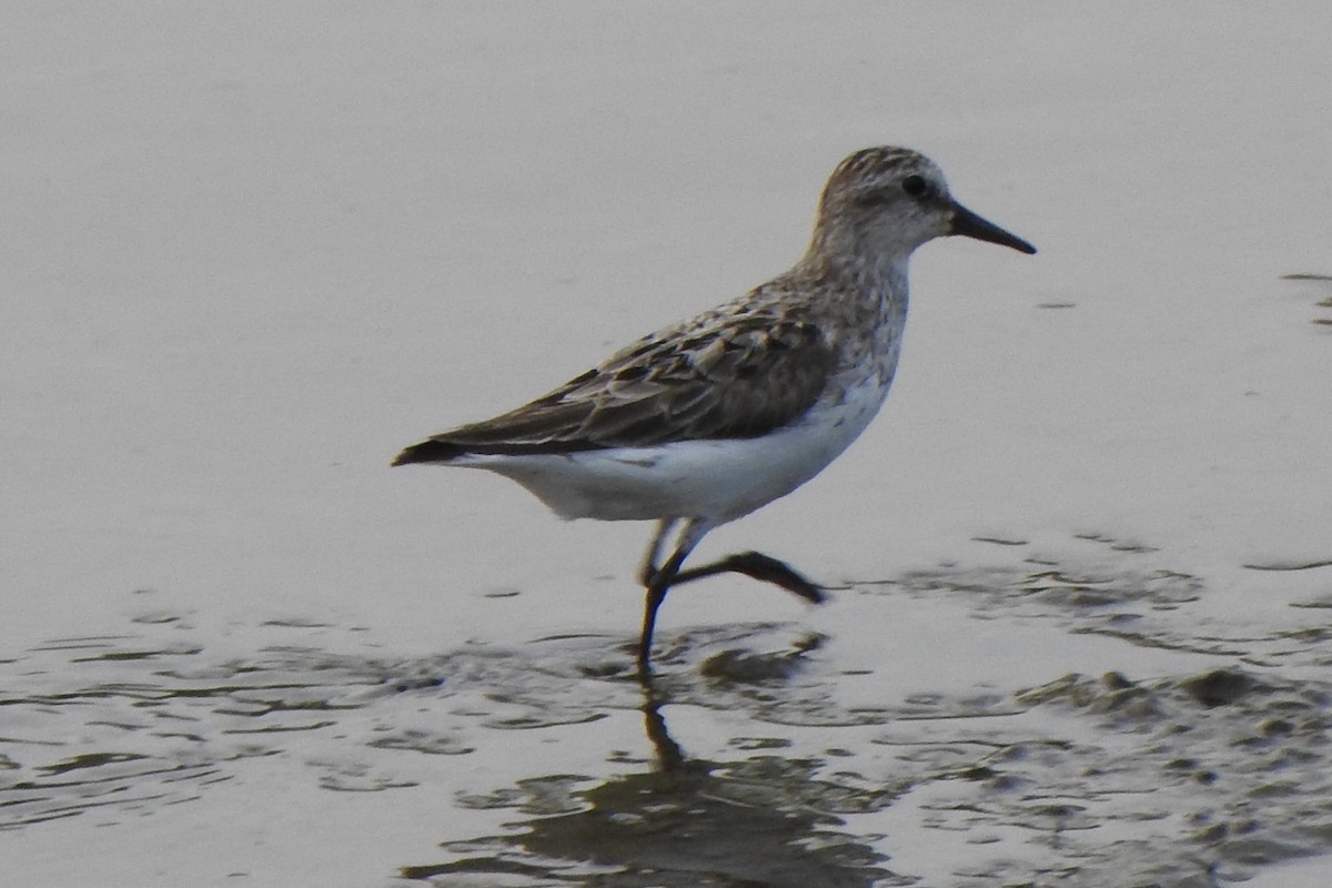 Semipalmated Sandpiper - ML360701881
